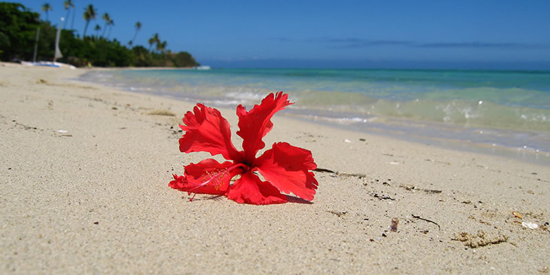 A flower lies on an open beach in Fiji