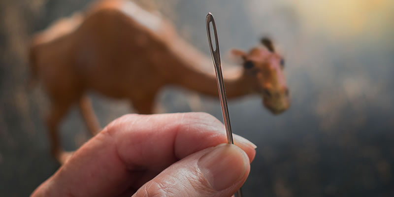 Camel and a needle