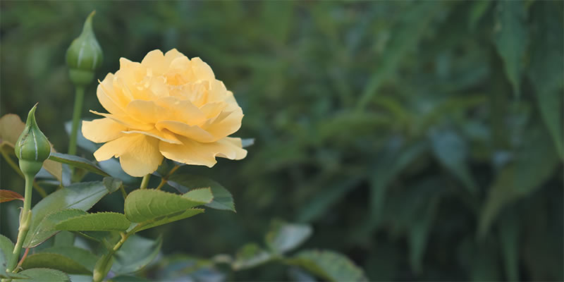 Yellow rose