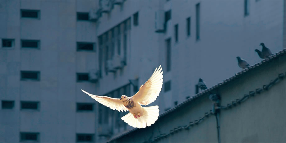 A dove flying among buildings