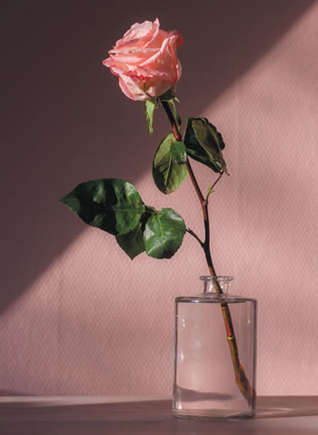 pink rose in a vase