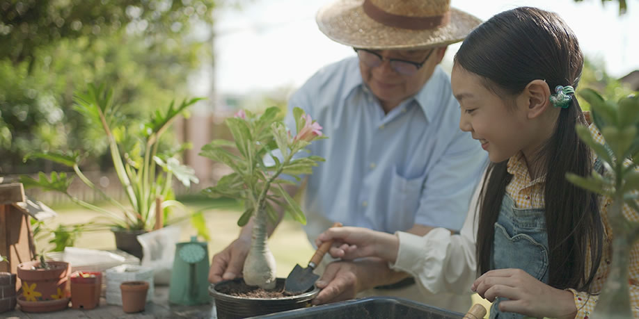 Elderly man teaches young girl to plant flowers