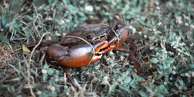 Land crab in Fiji