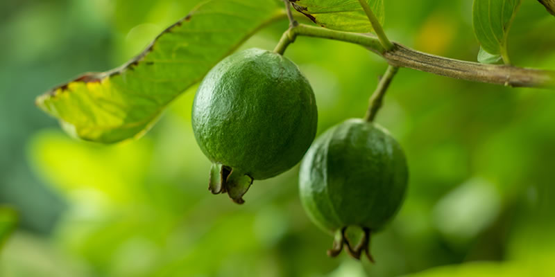 Guava fruit hanging on a tree