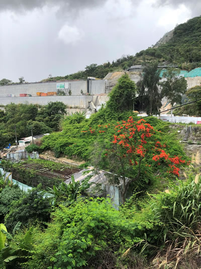 chinese lantern flowers on a hillside garden