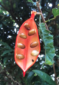 Seven seeds inside the chinese lantern flower