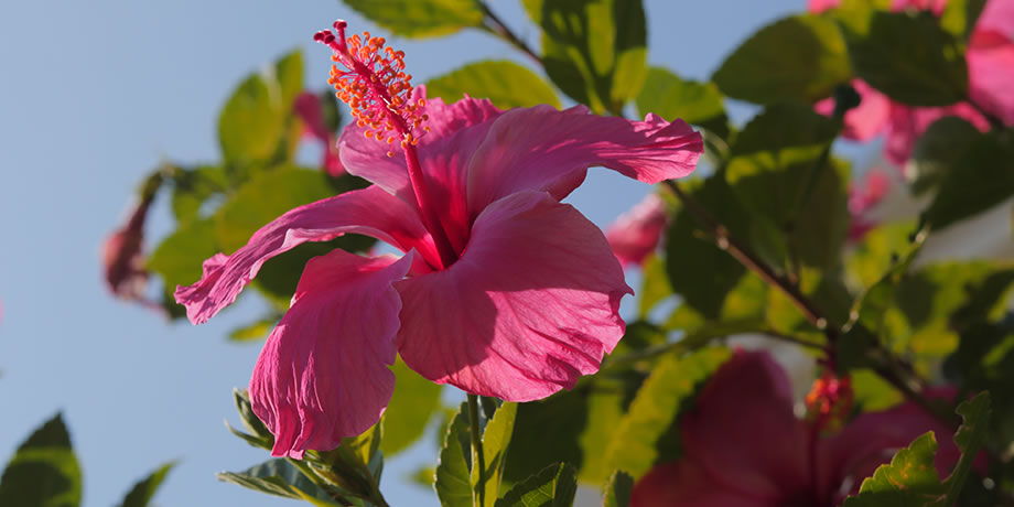 Pink hibiscus flower