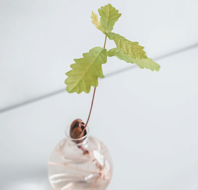 seedling growing from glass