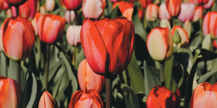 A field of red tulips