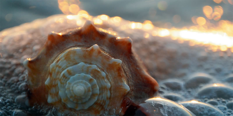 Sea shell on a foamy ocean beach