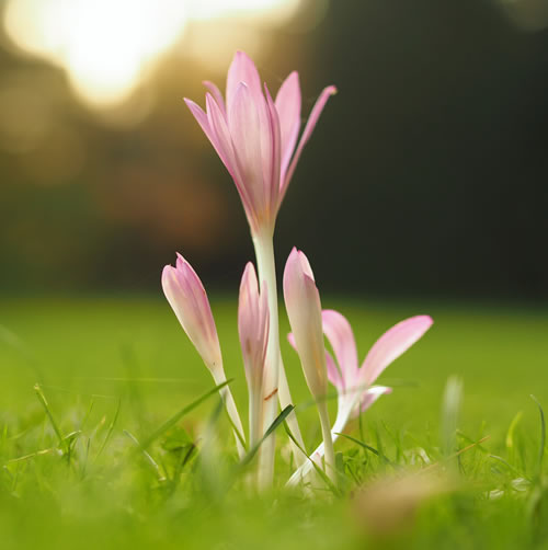 pink flowers of spring