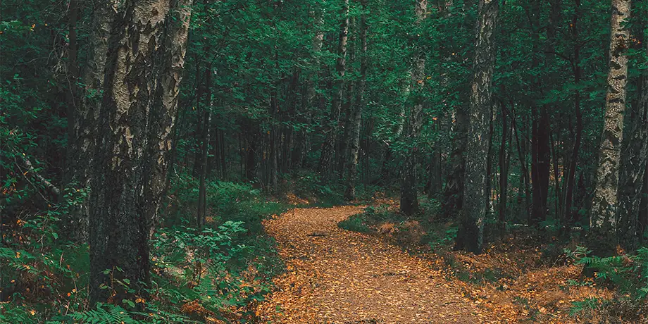 Winding path through a forest