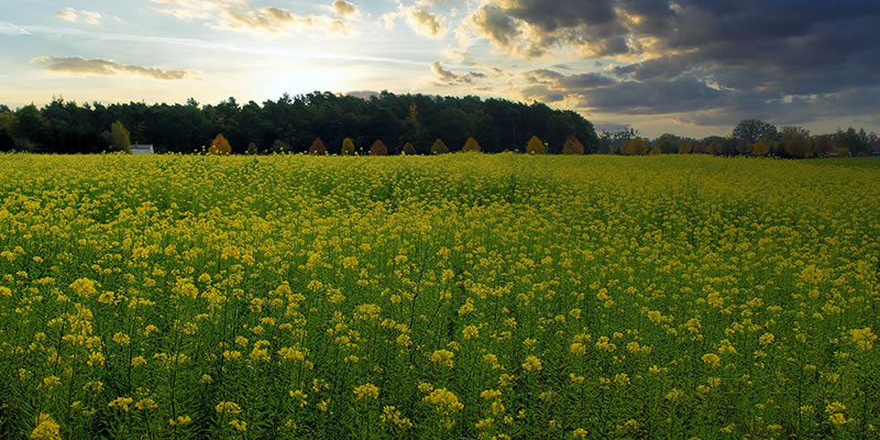 A field of mustard plants