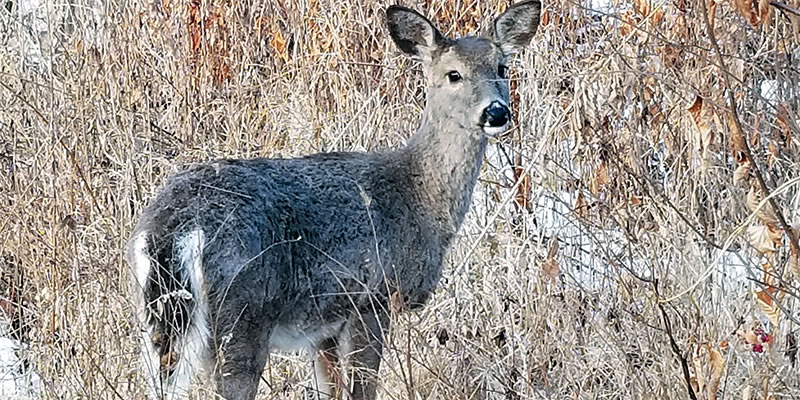 Feeding the deer