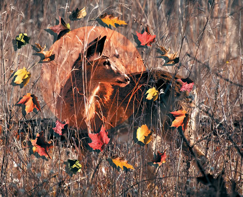 Young deer in the tall grass