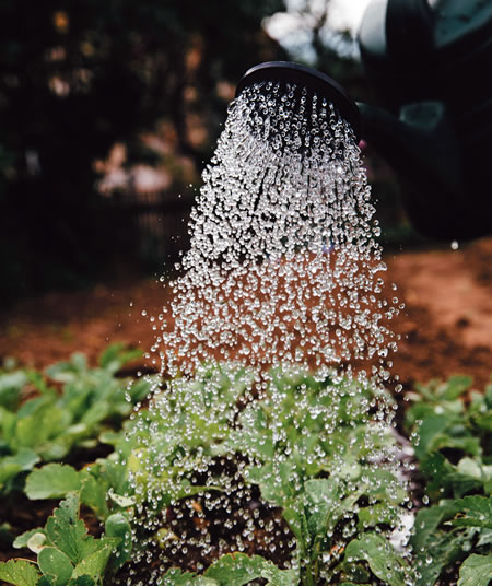 Gardening