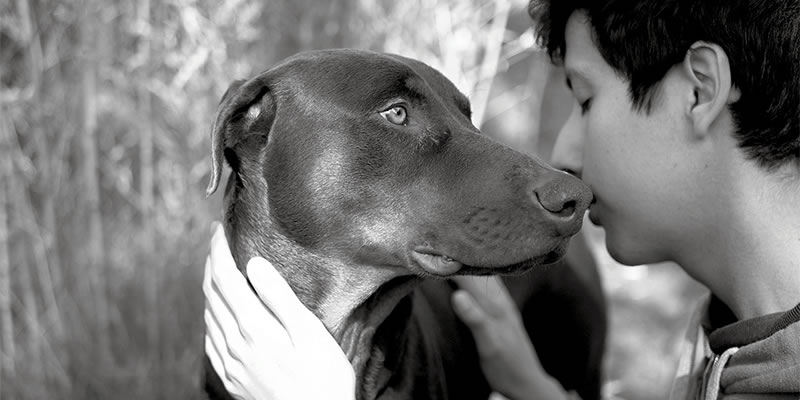 A boy and his dog