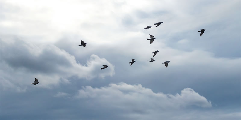 flock of birds flying in a cloudy sky