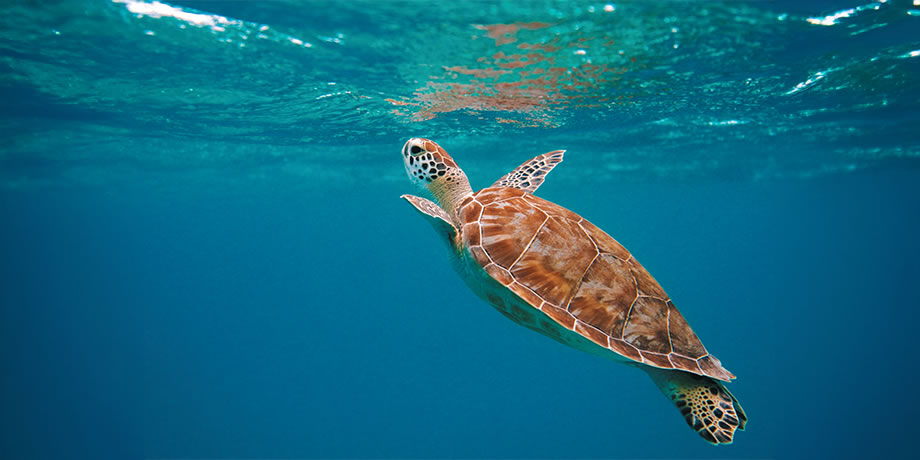 Sea turtle swimming 