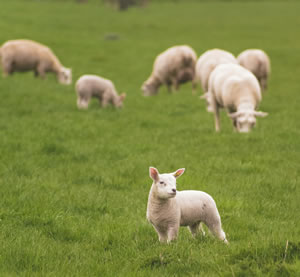 sheep grazing