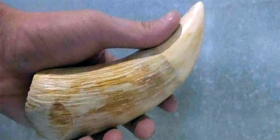 Fijian sperm whale tooth