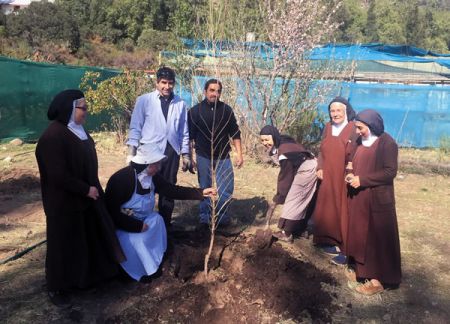 Planting a tree after the fire