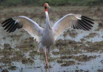 Bird dancing