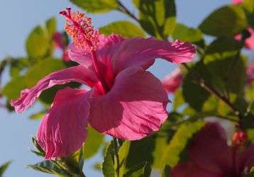 Pink hibiscus flower