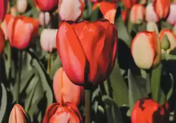 A field of red tulips