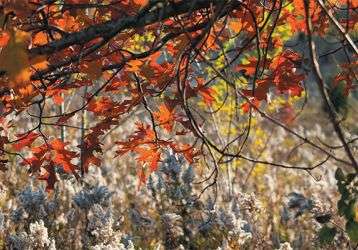 Tree branch hangs above tall grass